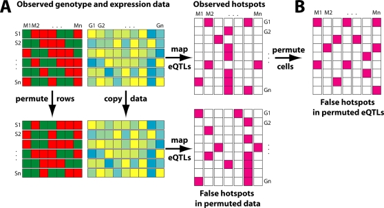 Genetical Genomics: Spotlight on QTL Hotspots