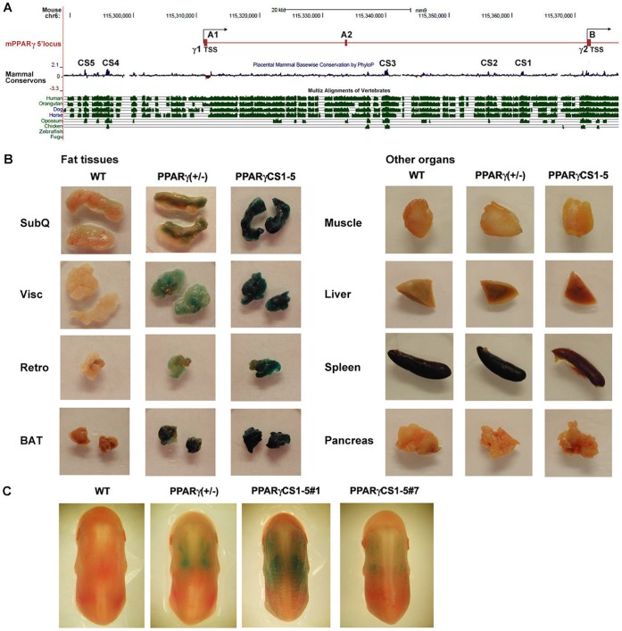 Identification of Regulatory Elements That Control PPARγ Expression in Adipocyte Progenitors