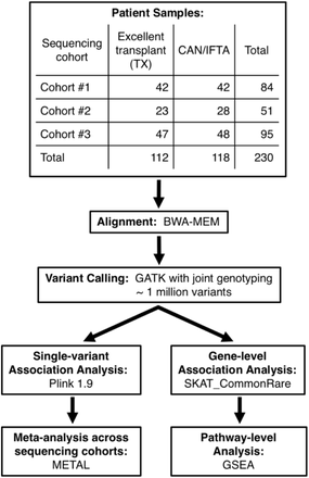 Association study of long-term kidney transplant rejection using whole-exome sequencing