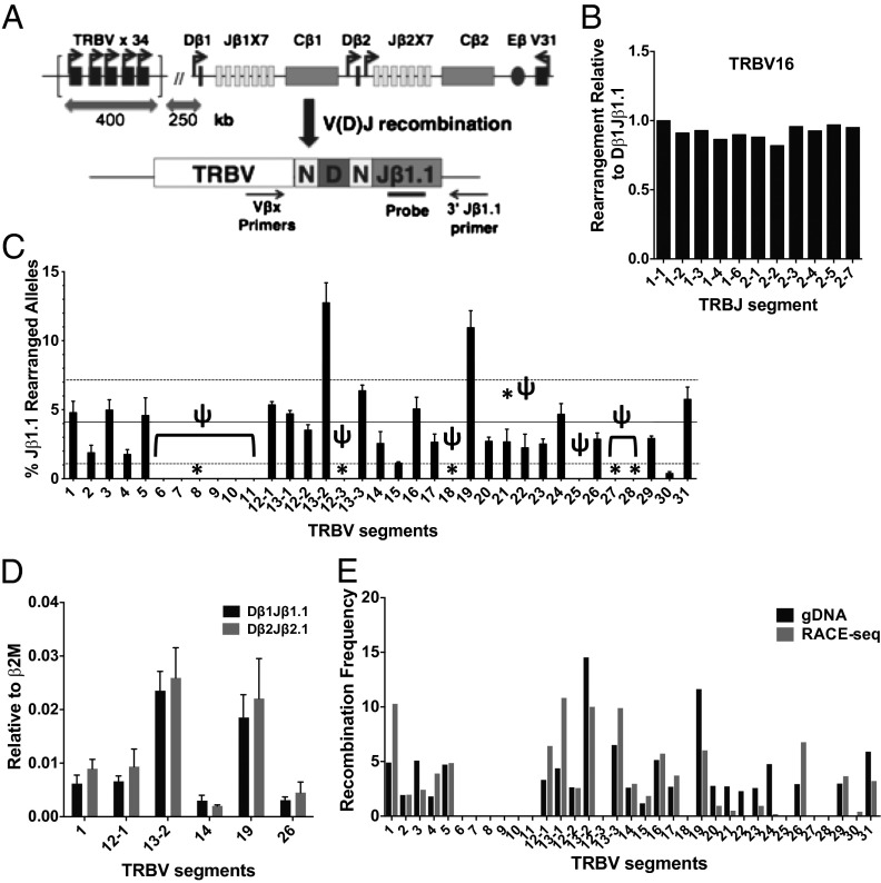 Unifying model for molecular determinants of the preselection Vβ repertoire