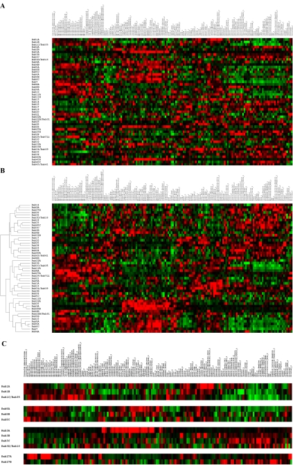 Large-Scale Profiling of Rab GTPase Trafficking Networks: The Membrome