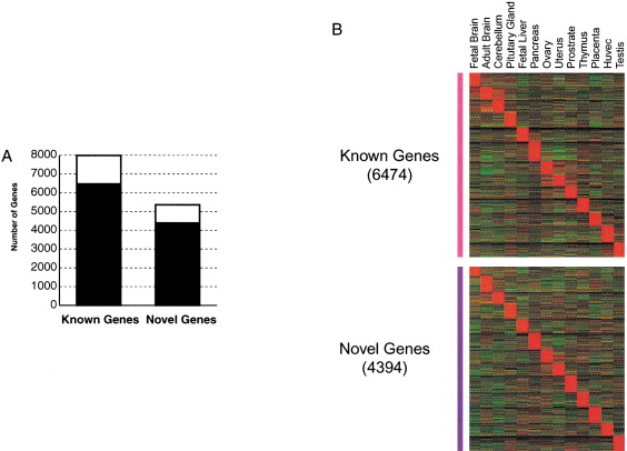 A Comparison of the Celera and Ensembl Predicted Gene Sets Reveals Little Overlap in Novel Genes