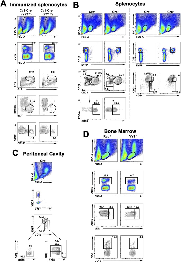 YY1 plays an essential role at all stages of B-cell differentiation