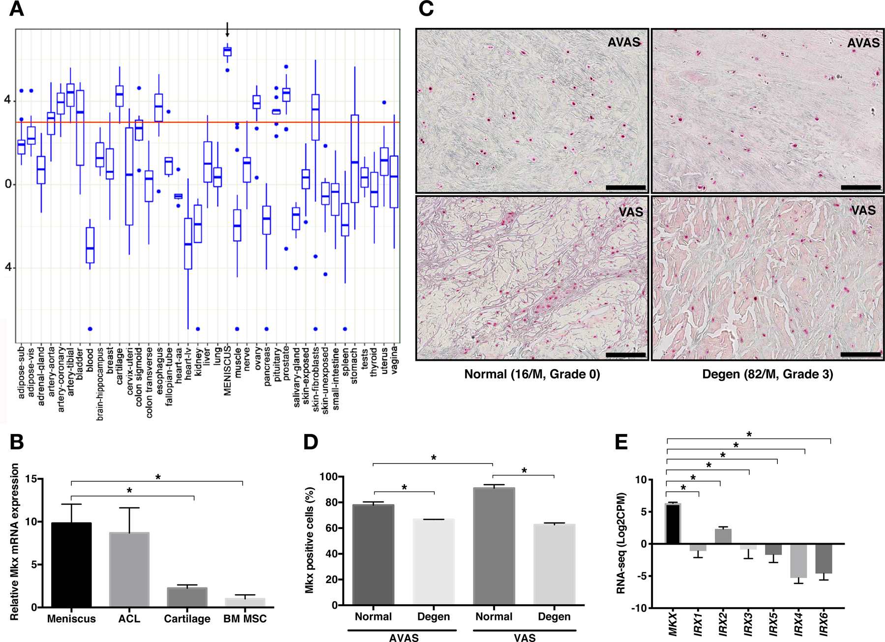 Mohawk is a transcription factor that promotes meniscus cell phenotype and tissue repair and reduces osteoarthritis severity