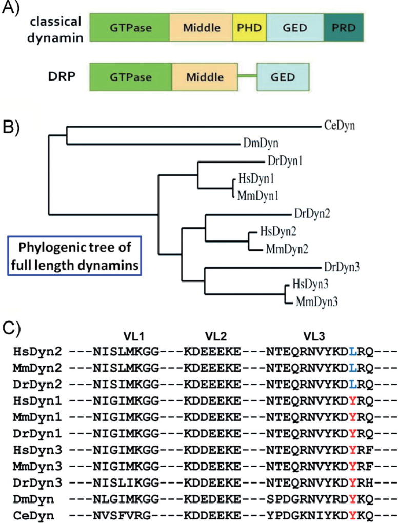 The evolution of dynamin to regulate clathrin‐mediated endocytosis