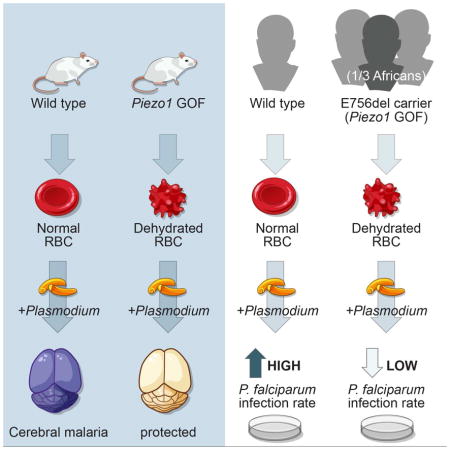 Common PIEZO1 Allele in African Populations Causes RBC Dehydration and Attenuates Plasmodium Infection