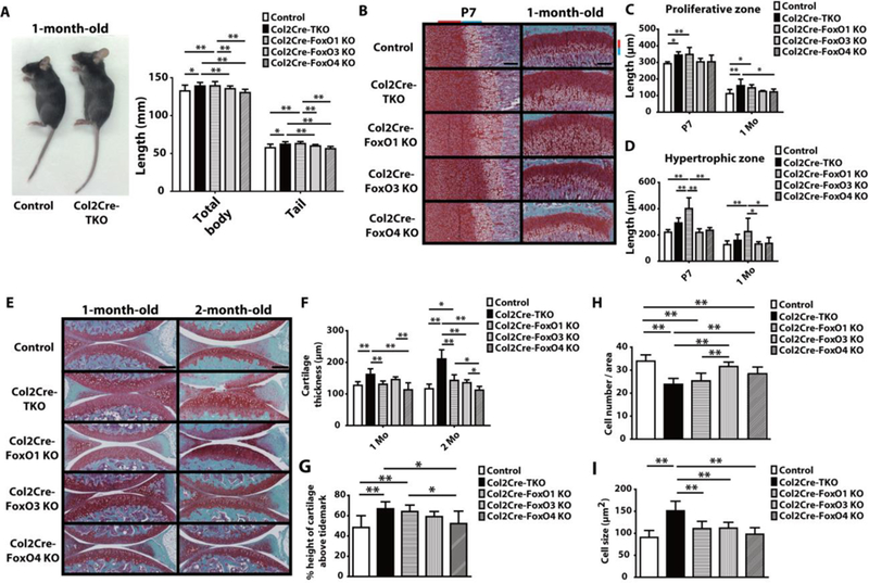 FoxO transcription factors modulate autophagy and proteoglycan 4 in cartilage homeostasis and osteoarthritis