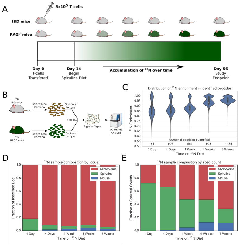 Quantitative Metaproteomics and Activity-Based Probe Enrichment Reveals Significant Alterations in Protein Expression from a Mouse Model of Inflammatory Bowel Disease