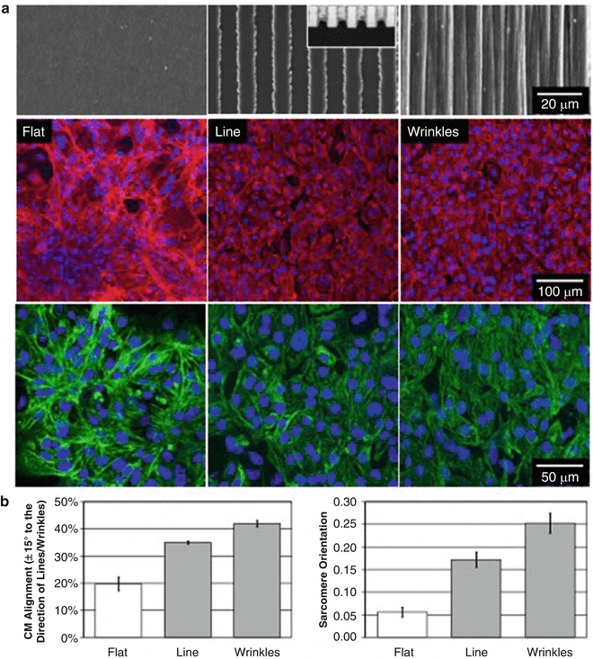 Shrink-Induced Biomimetic Wrinkled Substrates for Functional Cardiac Cell Alignment and Culture