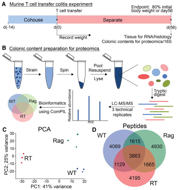 Metaproteomics of Colonic Microbiota Unveils Discrete Protein Functions among Colitic Mice and Control Groups