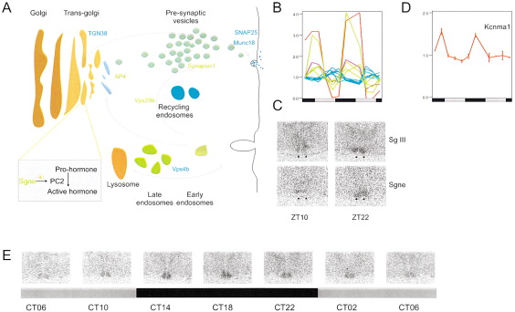 Coordinated Transcription of Key Pathways in the Mouse by the Circadian Clock