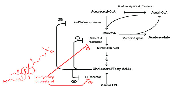 Transcriptional profiling of the effects of 25-hydroxycholesterol on human hepatocyte metabolism and the antiviral state it conveys against the hepatitis C virus