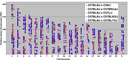 Use of a Dense Single Nucleotide Polymorphism Map for In Silico Mapping in the Mouse