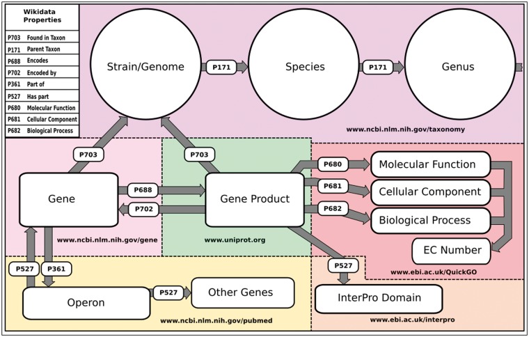 WikiGenomes: an open web application for community consumption and curation of gene annotation data in Wikidata