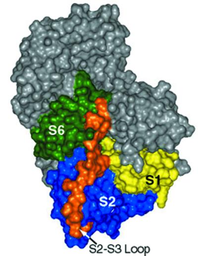 Destabilization of Ca<sup>2+</sup>-free gelsolin may not be responsible for proteolysis in Familial Amyloidosis of Finnish Type