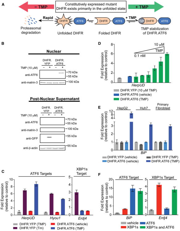 Stress-Independent Activation of XBP1s and/or ATF6 Reveals Three Functionally Diverse ER Proteostasis Environments