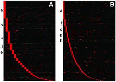 Large-scale analysis of the human and mouse transcriptomes
