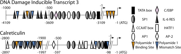 Genomic Effects of Polyamide/DNA Interactions on mRNA Expression