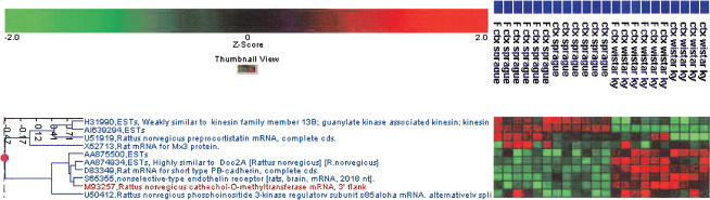 Applications of a Rat Multiple Tissue Gene Expression Data Set