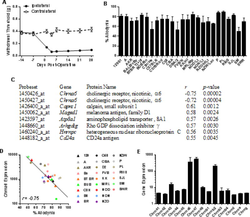 The nicotinic α6 subunit gene determines variability in chronic pain sensitivity via cross-inhibition of P2X2/3 receptors