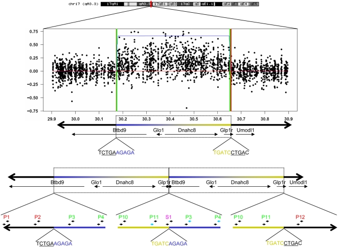 A Common and Unstable Copy Number Variant Is Associated with Differences in Glo1 Expression and Anxiety-Like Behavior