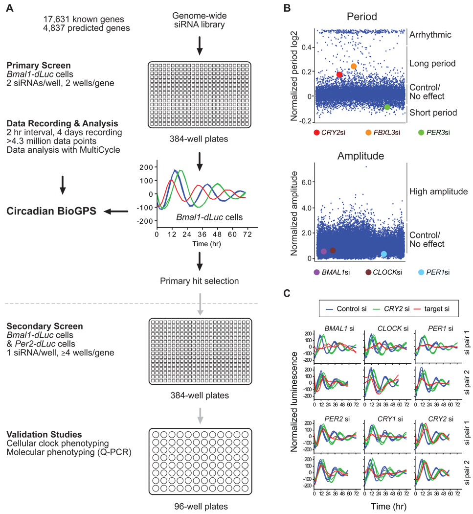 A Genome-wide RNAi Screen for Modifiers of the Circadian Clock in Human Cells