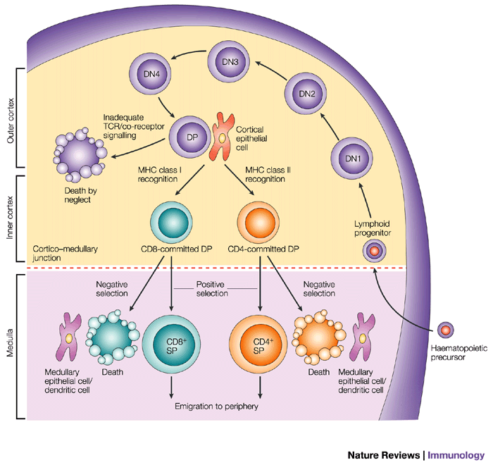 T cell development